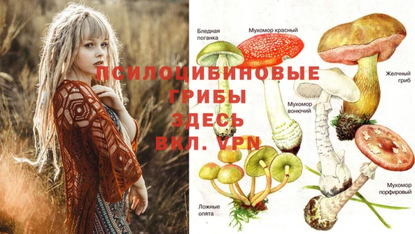ПСИЛОЦИБИНОВЫЕ ГРИБЫ Горно-Алтайск